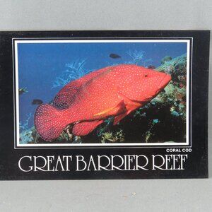 Vintage Postcard - Coral Cod Great Barrier Reef Australia - Peer Productions